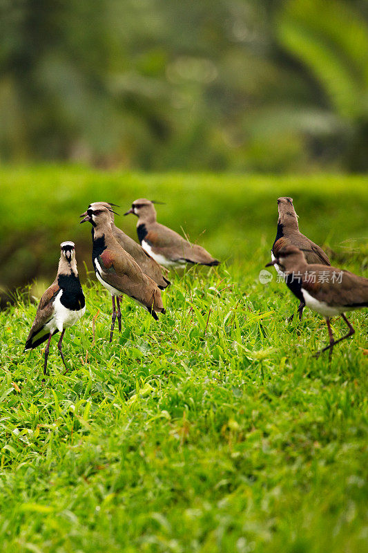 一群南田凫鸟(Vanellus chilensis)在一个郁郁葱葱的绿色田野，哥斯达黎加